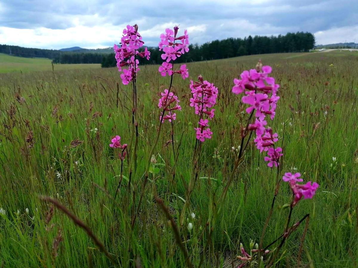 Zlatibor Hills Royal Apartman Kültér fotó
